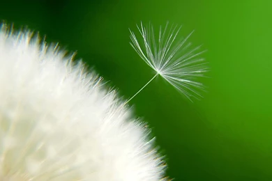 Top Morning Two Flowers Wallpapers