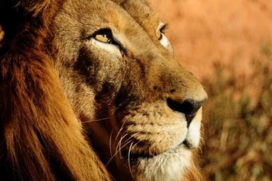 Aslan In Narnia Desktop Wallpapers