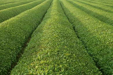 Country Farmland Photos   Country Farm Land Wallpapers 1440x900 NO ...