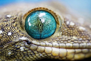 Lizard Wallpapers Wallpapers Cave