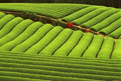 YouWall   Green Farm Wallpapers   Wallpaper,wallpapers,free ...