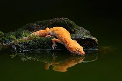 Lizard Wallpapers