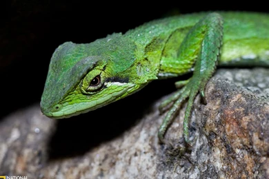 Lizard － Animal Wallpapers   Free Download Wallpapers,windows Xp ...