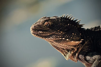 High Res Cool Lizard Wallpapers