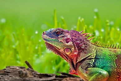 Beautiful Colorful Lizard Wallpapers In High Resolution