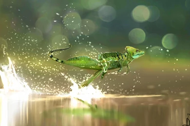 Lizard Computer Wallpapers, Desktop Backgrounds