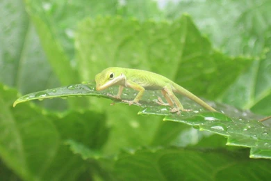 Lizard Wallpapers. Images And Animals Lizard Pictures (706)