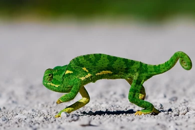 Chameleon Lizard Wallpapers