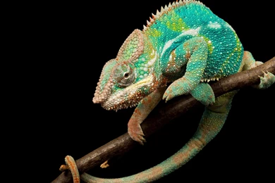 Lizard Computer Wallpapers, Desktop Backgrounds