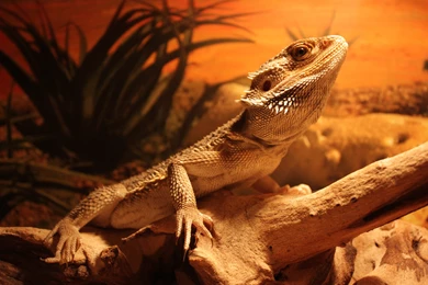 Beautiful Lizard On The Rock Wallpapers HD / Desktop And Mobile ...