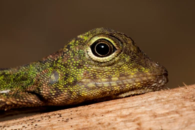 Lizard Computer Wallpapers, Desktop Backgrounds