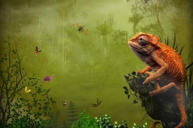 269 Lizard HD Wallpapers