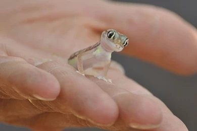 Cute Baby Lizard   Wallpaper.