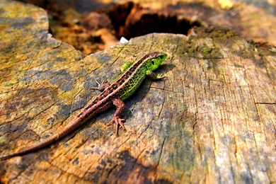 Green Lizard HD Wallpapers. 4K Wallpapers