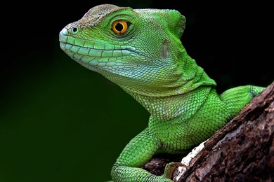 Lizard Pictures