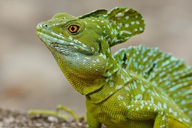 Ultra HD 4K Lizard Wallpapers HD, Desktop Backgrounds 3840x2400