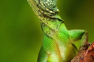 Lizard iPhone Wallpapers And Backgrounds, HD Wallpapers