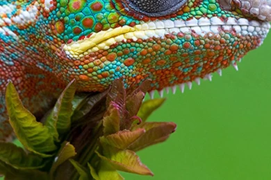 Colored Lizard Iphone 6 Plus Wallpapers