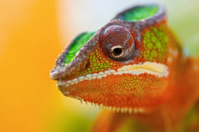 Chameleon Close Up Lizard Wallpapers