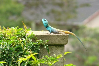 Agama Lizard Wallpapers