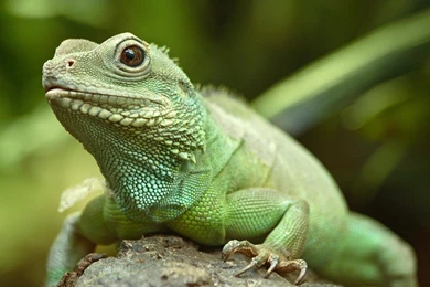 44 3d Blue Lizard Free Desktop Wallpapers Hd Wallpapers Download ...