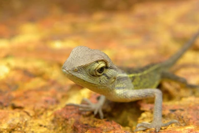 Lizard Computer Wallpapers, Desktop Backgrounds