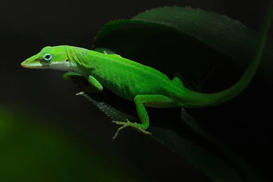 Green Lizard Wallpaper.
