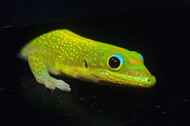 Lizard Computer Wallpapers, Desktop Backgrounds