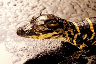 Download The Lizard Wallpaper, Lizard iPhone Wallpaper, Lizard ...