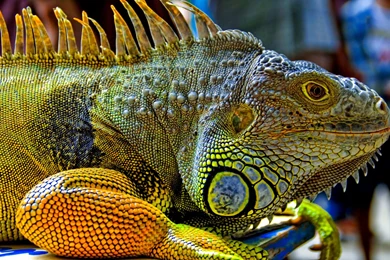 1 Northern Caiman Lizard HD Wallpapers