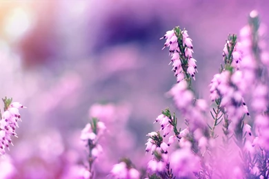 Lavender Flowers Backgrounds   Wallpaper.