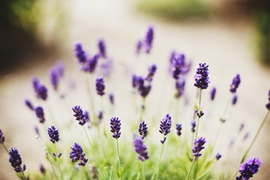 Lavender Flowers Wallpapers