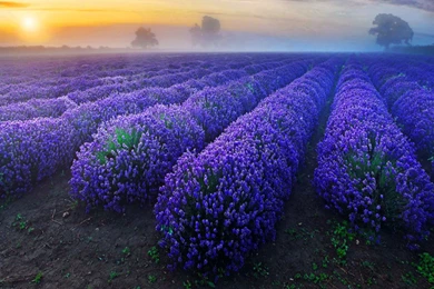 Lavender Flowers Backgrounds