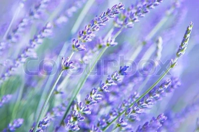 Lavender Flower Field, Fresh Purple Aromatic Wildflower, Natural ...
