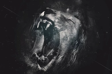 Lion Hd Wallpapers