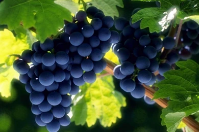 18379 Grapes 1920x1080 Photography Wallpapers