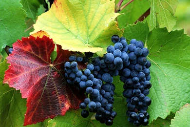 Grapes Desktop Wallpapers   HD Wallpaper Backgrounds Of Your Choice