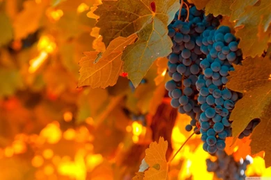 Black Grapes HD Desktop Wallpapers : Widescreen : High Definition ...