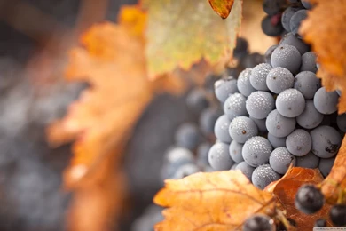 Grapes HD Desktop Wallpapers : High Definition : Fullscreen ...