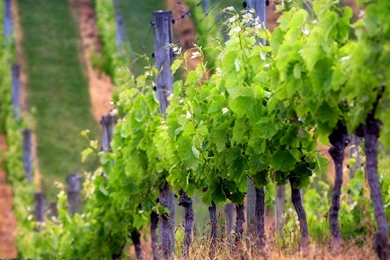 Download Wallpapers 3840x2160 Grapes, Field, Sprouts, Numbers ...