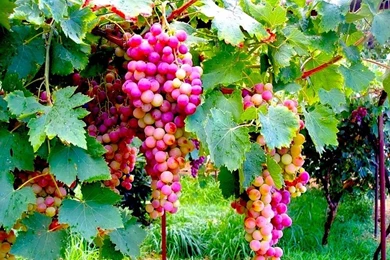 Wallpapers Fruit Grapes Food Image