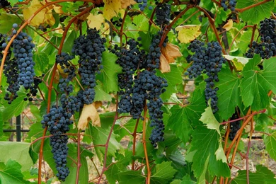 Grapes Wallpapers HD