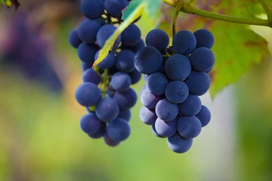 Grapes Computer Wallpapers, Desktop Backgrounds