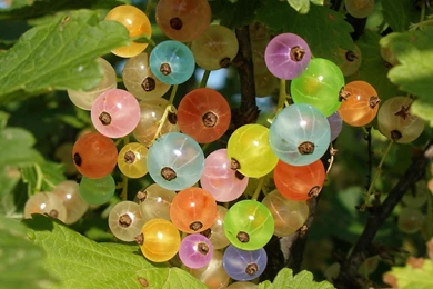 180 Grapes HD Wallpapers