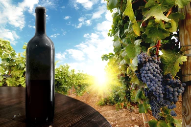 Wallpapers Fruit Grapes Food Image