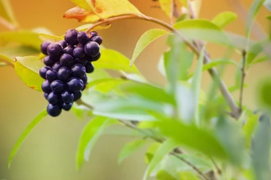 Category: Fruit Wallpapers