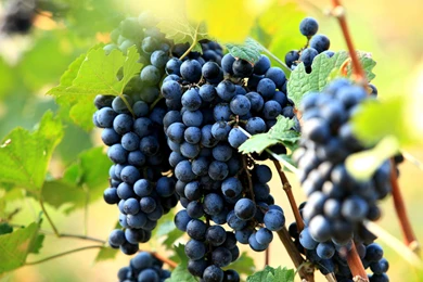 Wallpapers Grapes, Leaf, Vine, Berry, Blue Grapes.