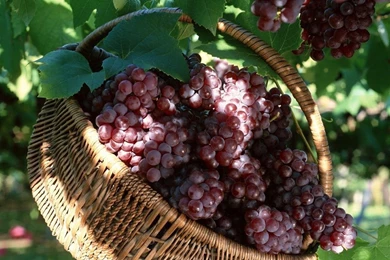 YouWall   Grapes Wallpapers   Wallpaper,wallpapers,free Wallpapers ...