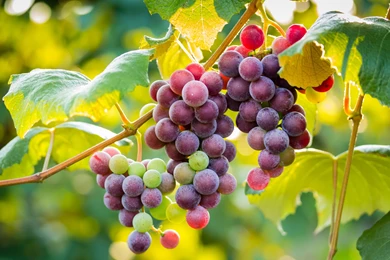 Grapes Wallpapers HD 1841 2880x1800   UMad.com