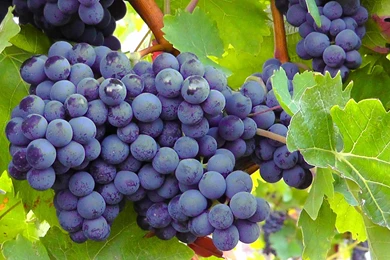 HD Blue Grapes Fruit Blue Wallpapers Download